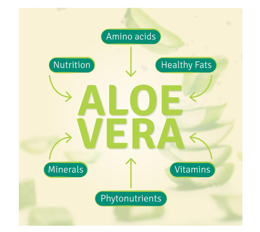 Aloe Life - Stomach Plus Formula, Fast-Acting Tonic for Children, Adults, & Seniors, Supports Healthy Digestion & Helps to Soothe Gas, Bloating, & Nausea, Aloe Vera Concentrate, Gluten-Free
